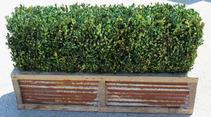 48" Preserved Boxwood Hedge - Click Image to Close